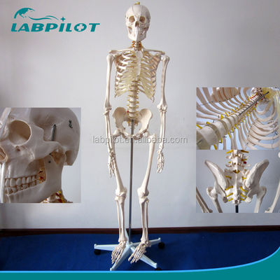 Modelo anatômico humano de 180 cm de altura ideal para ensino e educação médica