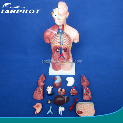 Modelo de Torso Sem Sexo de 42 cm com órgãos internos de 18 partes e Modelo de Anatomia do Torso detalhado