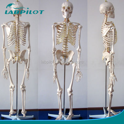 Modelo anatômico humano de 180 cm de altura ideal para ensino e educação médica