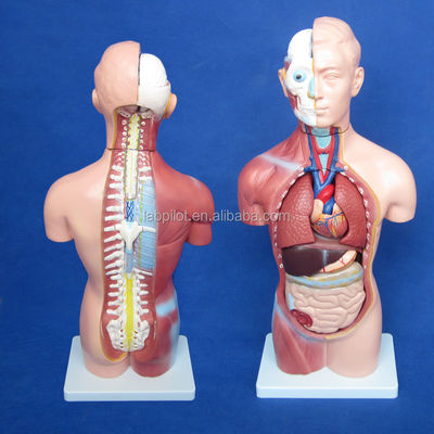Modelo de Torso Sem Sexo de 42 cm com órgãos internos de 18 partes e Modelo de Anatomia do Torso detalhado