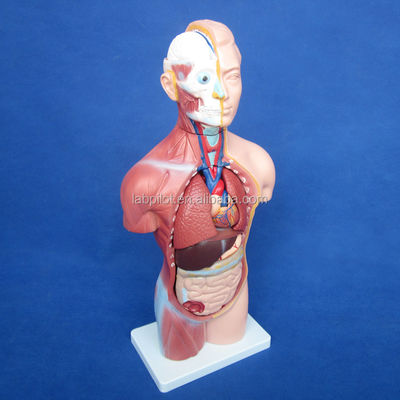 Modelo de Torso Sem Sexo de 42 cm com órgãos internos de 18 partes e Modelo de Anatomia do Torso detalhado