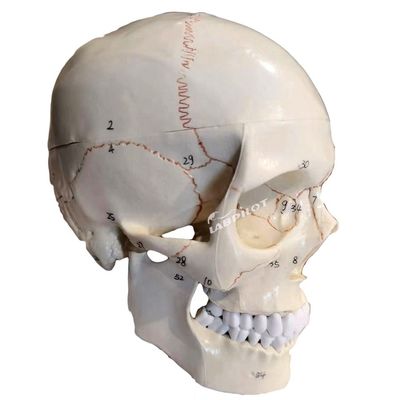 Modelos educacionais Crânio humano de tamanho real Modelo anatômico para ensino de ciências médicas