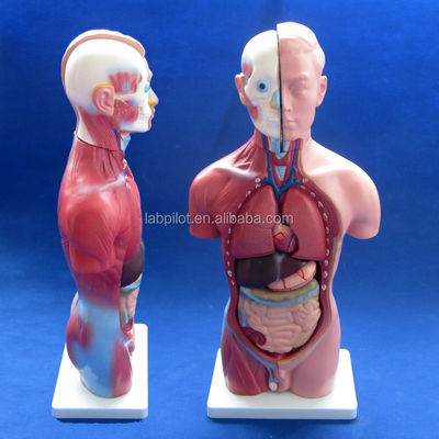 Demonstração anatômica 42CM Torso masculino com órgãos internos 13 partes Modelo anatômico