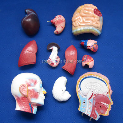 Demonstração anatômica 42CM Torso masculino com órgãos internos 13 partes Modelo anatômico