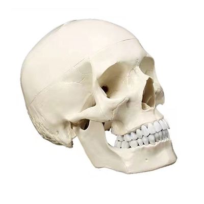 Ferramenta de ensino de anatomia humana de tamanho natural de luxo