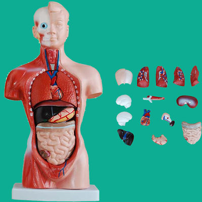 15 Partes Modelo do tronco anatômico essencial para entender a estrutura do corpo humano