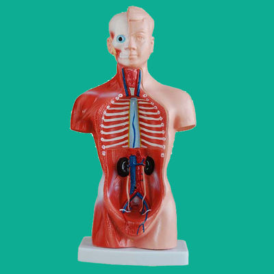 15 Partes Modelo do tronco anatômico essencial para entender a estrutura do corpo humano
