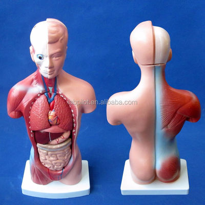 15 Partes Modelo do tronco anatômico essencial para entender a estrutura do corpo humano