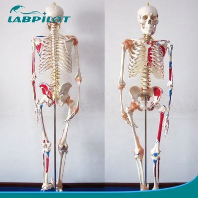 Modelo Educativo de Ciências Médicas Esqueleto de 180 cm de altura com músculos e ligamentos
