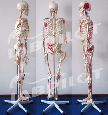 Modelo Educativo de Ciências Médicas Esqueleto de 180 cm de altura com músculos e ligamentos