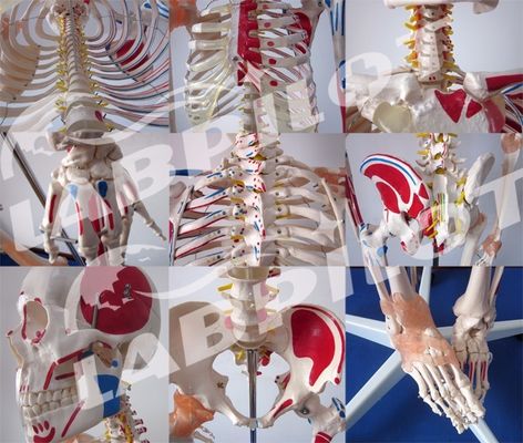 Modelo Educativo de Ciências Médicas Esqueleto de 180 cm de altura com músculos e ligamentos