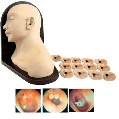 Ciências Médicas Modelo de Treinamento de Diagnóstico do Ouvido para a Educação de Habilidades de Enfermagem Clínica