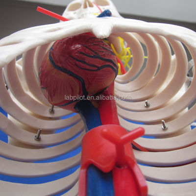 Ciências Médicas Modelo avançado de esqueleto humano em PVC com nervos e vasos sanguíneos