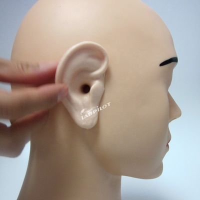 Modelo de Orelha Viva de Tamanho Humano A Última Ferramenta para o Simulador de Treinamento de Irrigação de Orelhas