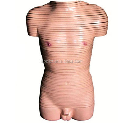Demonstração anatômica Modelo de seção transversal do tronco masculino Modelos anatômicos humanos