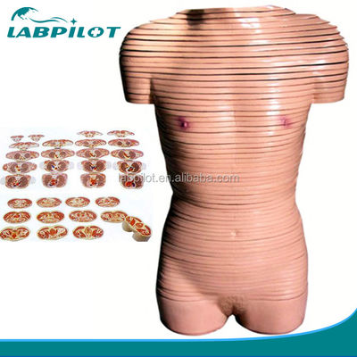 Modelo de anatomia de seção transversal do tronco feminino recomendado para escolas
