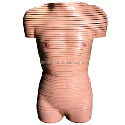 Modelo de anatomia de seção transversal do tronco feminino recomendado para escolas