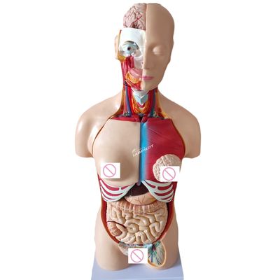 85CM Torso Unisex Manikin Órgãos Internos Anatomia Modelo Torso Humano Modelos Categoria