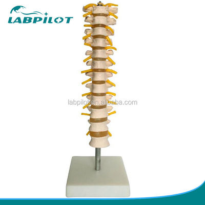 Modelo de coluna vertebral educacional Coluna vertebral torácica com nervos e discos intervertebrais