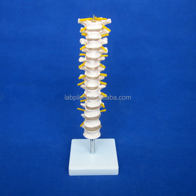Modelo de coluna vertebral educacional Coluna vertebral torácica com nervos e discos intervertebrais
