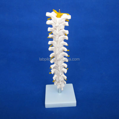 Modelo de coluna vertebral educacional Coluna vertebral torácica com nervos e discos intervertebrais