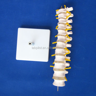 Modelo de coluna vertebral educacional Coluna vertebral torácica com nervos e discos intervertebrais