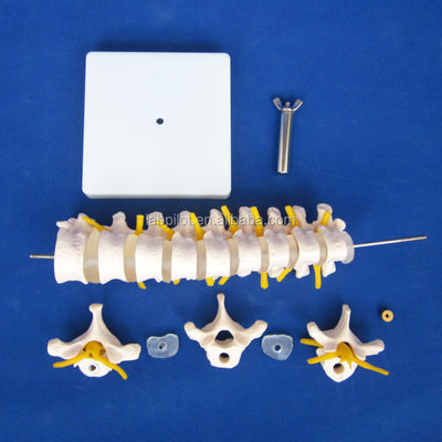 Modelo de coluna vertebral educacional Coluna vertebral torácica com nervos e discos intervertebrais