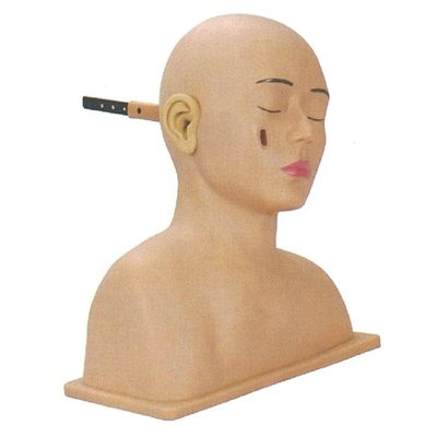 Modelo de otorrinolaringologia para treinamento avançado de simulador de cabeça e ouvido humano em PVC