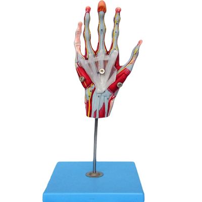 Músculos da mão Vasos e nervos Modelo anatômico da mão para exibir a anatomia da mão