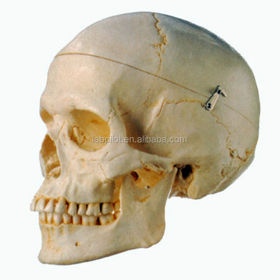 Modelo de demonstração anatômica do crânio humano adulto para pesquisa científica médica