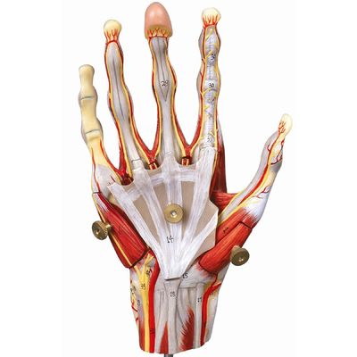Músculos da mão Vasos e nervos Modelo anatômico da mão para exibir a anatomia da mão