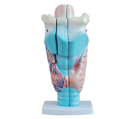 Modelo de ensino de anatomia da laringe médica Modelo de garganta humana para demonstração anatômica