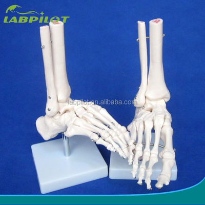 Modelos anatômicos humanos Modelo de articulação do pé em tamanho natural com ligamento e ossos do esqueleto