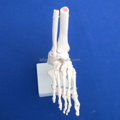 Modelos anatômicos humanos Modelo de articulação do pé em tamanho natural com ligamento e ossos do esqueleto