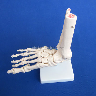 Modelos anatômicos humanos Modelo de articulação do pé em tamanho natural com ligamento e ossos do esqueleto