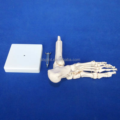 Modelos anatômicos humanos Modelo de articulação do pé em tamanho natural com ligamento e ossos do esqueleto
