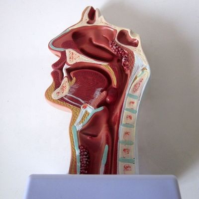 Modelo do Sistema Respiratório Altamente Respiratório Cavidade Nasal Cavidade Oral Patologia da Garganta e da Faringe