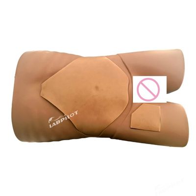 Simulador de exame por ultra-som de órgãos humanos para modelo de formação médica avançada em PVC