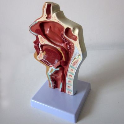 Modelo do Sistema Respiratório Altamente Respiratório Cavidade Nasal Cavidade Oral Patologia da Garganta e da Faringe