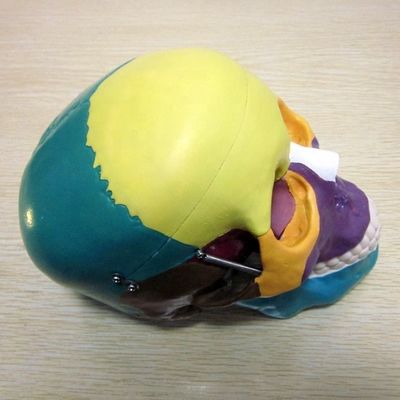 Modelo de esqueleto de tamanho de vida humana Ossos Modelo de crânio cerebral para auxílio de estudo médico