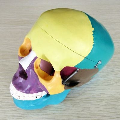 Modelo de esqueleto de tamanho de vida humana Ossos Modelo de crânio cerebral para auxílio de estudo médico