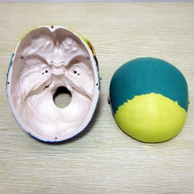 Modelo de esqueleto de tamanho de vida humana Ossos Modelo de crânio cerebral para auxílio de estudo médico