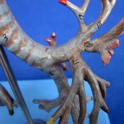 Árvore Bronquial Anatomical Viva Modelo 26 Posições Marcado Traqueia Anatomia para Ciência Médica
