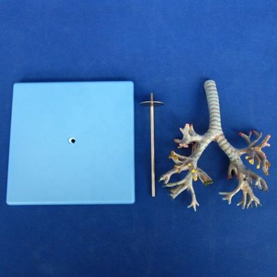 Árvore Bronquial Anatomical Viva Modelo 26 Posições Marcado Traqueia Anatomia para Ciência Médica