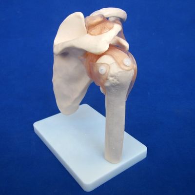 Modelos detalhados de ossos articulares humanos para educação Ombro Cotovelo Quebra-cabeça Joelho Mão e Foo