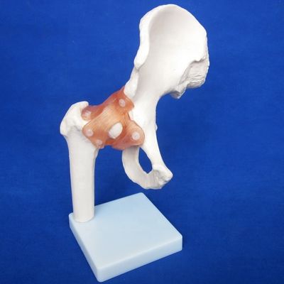 Modelos detalhados de ossos articulares humanos para educação Ombro Cotovelo Quebra-cabeça Joelho Mão e Foo
