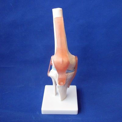Modelos detalhados de ossos articulares humanos para educação Ombro Cotovelo Quebra-cabeça Joelho Mão e Foo