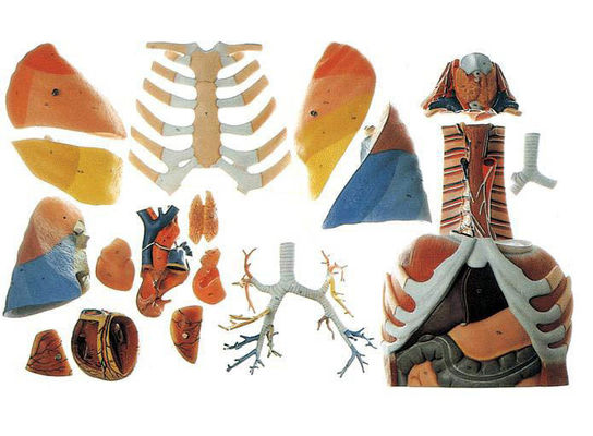 Ciência médica Modelo de demonstração anatômica da cavidade torácica e dos órgãos torácicos humanos
