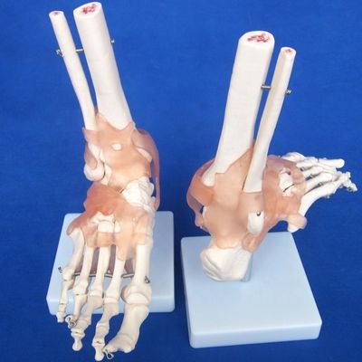 Modelos detalhados de ossos articulares humanos para educação Ombro Cotovelo Quebra-cabeça Joelho Mão e Foo