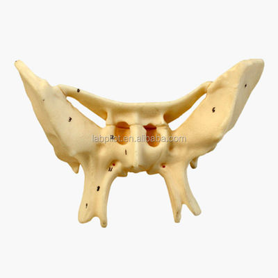 Amplificado Alar Ossos Esfenoide Ossos Anatomia detalhada Estruturas Modelo para Estudo Médico